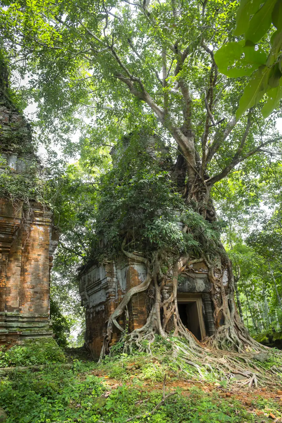 Tree roots grow over the stones of an ancient temple